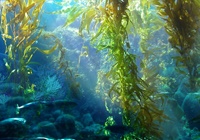 tảo nâu nano fucoidan