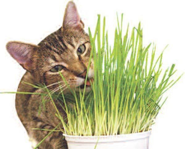 Hạt Mầm cỏ lúa mạch - Cỏ mèo - Gói 500g