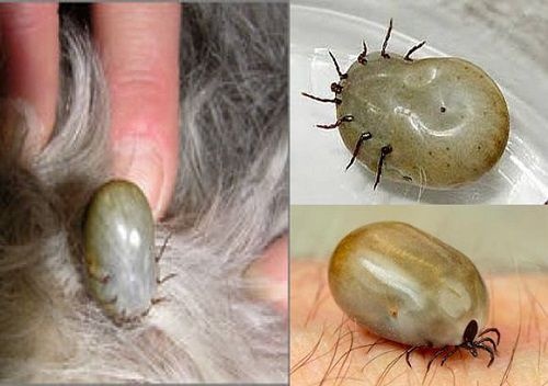 ve chó là gì,cách tiêu diệt ve chó hiệu quả,làm sao để diệt ve chó một cách hiệu quả,cách diệt ve chó