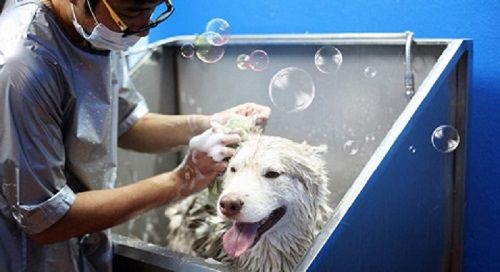 Tắm sạch sẽ cho chó,cách diệt ve chó