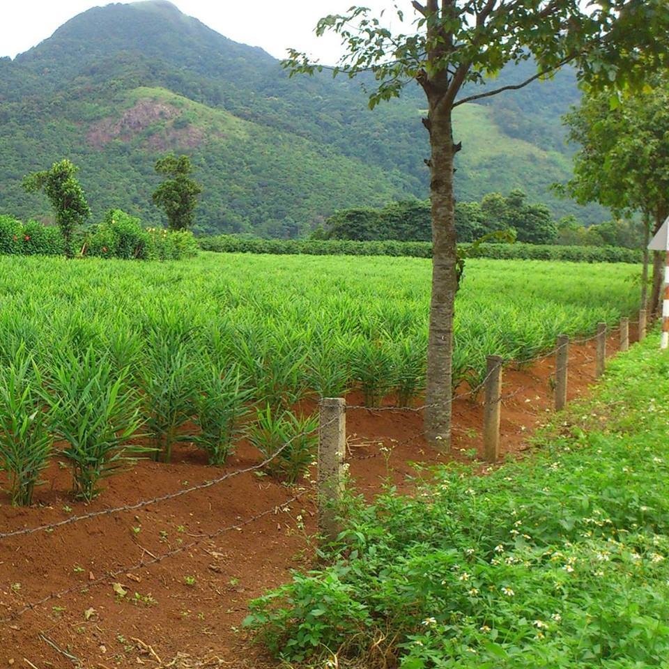 Gừng ngâm mật ong