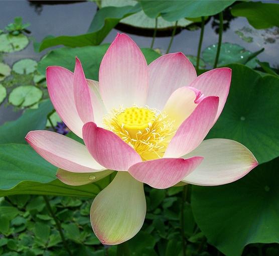 1200px-Sacred_lotus_Nelumbo_nucifera.jpg