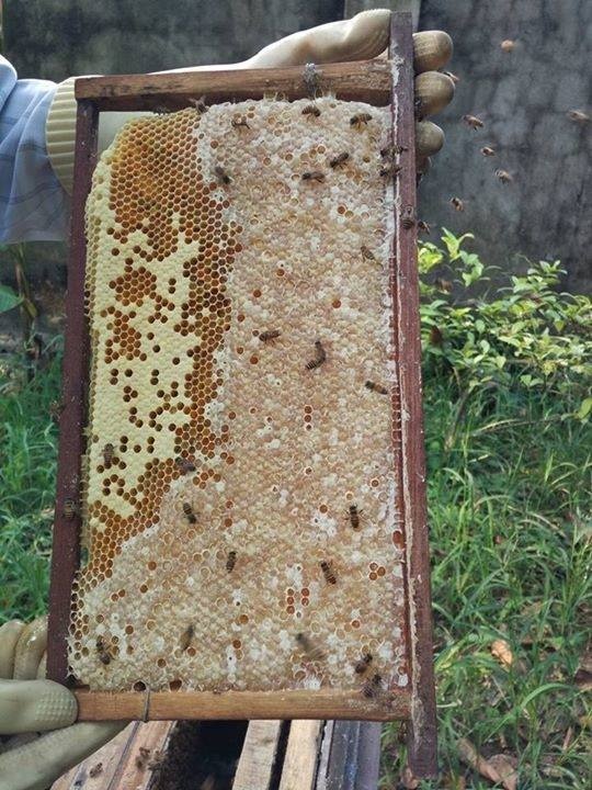 Gừng ngâm mật ong