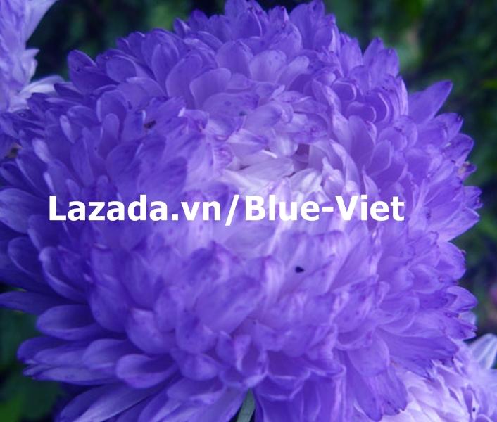 Aster_Paeony_Duchess_Blue_Seeds_Callistephus_Chinensis.jpg