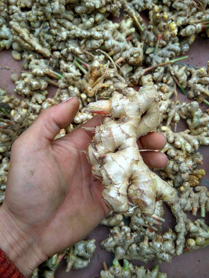 Gừng ngâm mật ong