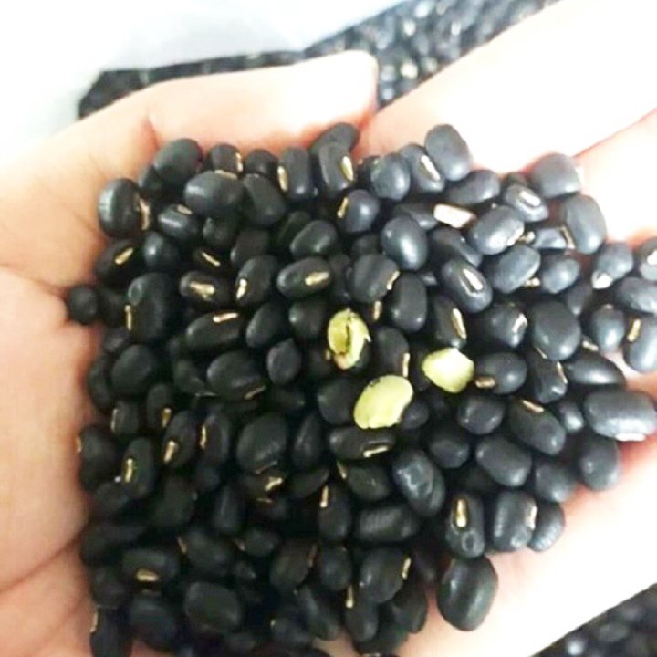 Hạt giống đậu đen xanh lòng - Đây là loại hạt giống cao cấp chứa nhiều protein, tốt cho sức khỏe và ít gây dị ứng. Khi trồng và chăm sóc đúng cách, cây đậu đen xanh lòng sẽ cho trái nhiều và hương vị đậm đà mà bạn không nên bỏ qua. Hạt giống này là lựa chọn tuyệt vời cho người yêu thích nấu ăn và trồng trọt.