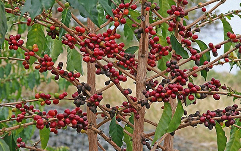 Đặc điểm địa lý
