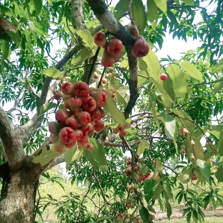 bé nguyên