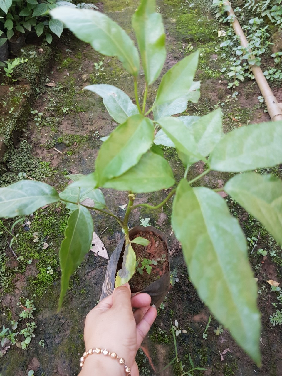 Giống cây lá đắng nguồn gốc thanh hóa