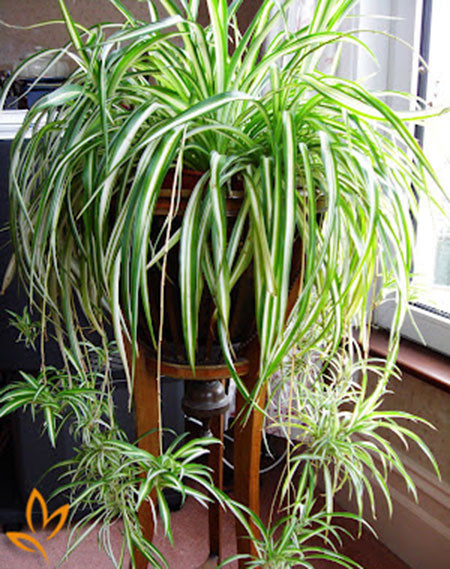cach-cham-soc-cay-lan-chi-cay-day-nhen-va-cong-dung