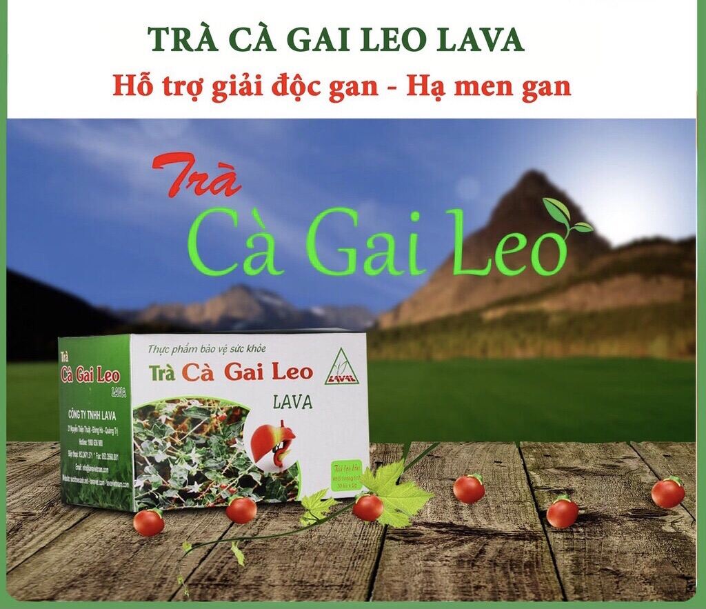 Trà Cà Gai Leo Lava- Hỗ trợ các vấn đề về Gan:5022