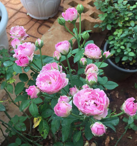 Hoa Hồng ngoại Red Eden loại 1