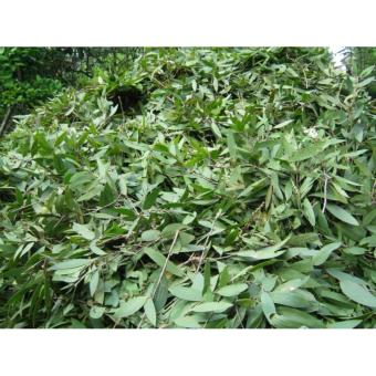 Tinh Dầu Tràm - Viên Minh (100ml) June 2018 - 2 Tinh dầu Tràm - Viên Minh (100ml) - 2