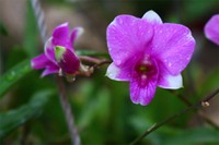 Cách chăm sóc hoa lan dendro cho hoa nở đẹp