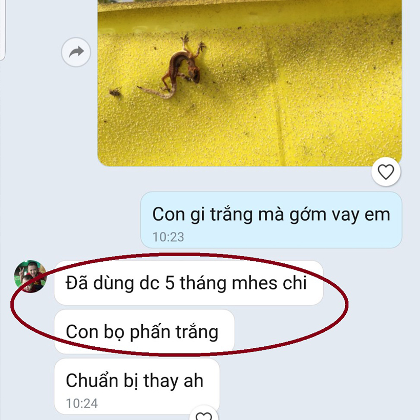 phản hồi của khách dùng miếng dán bẫy côn trùng