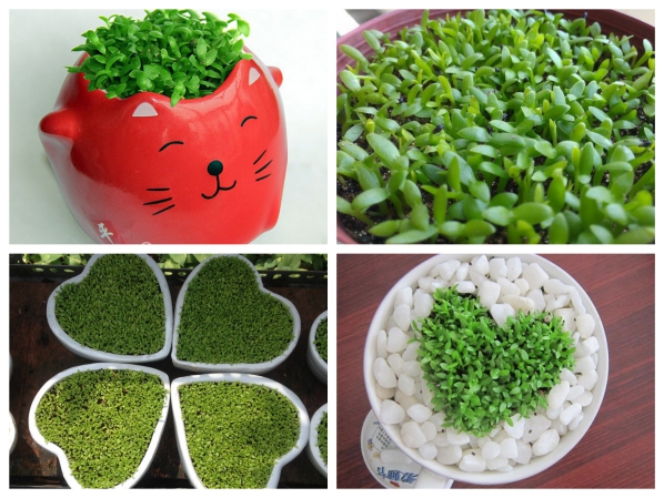 hạt giống cỏ may mắn