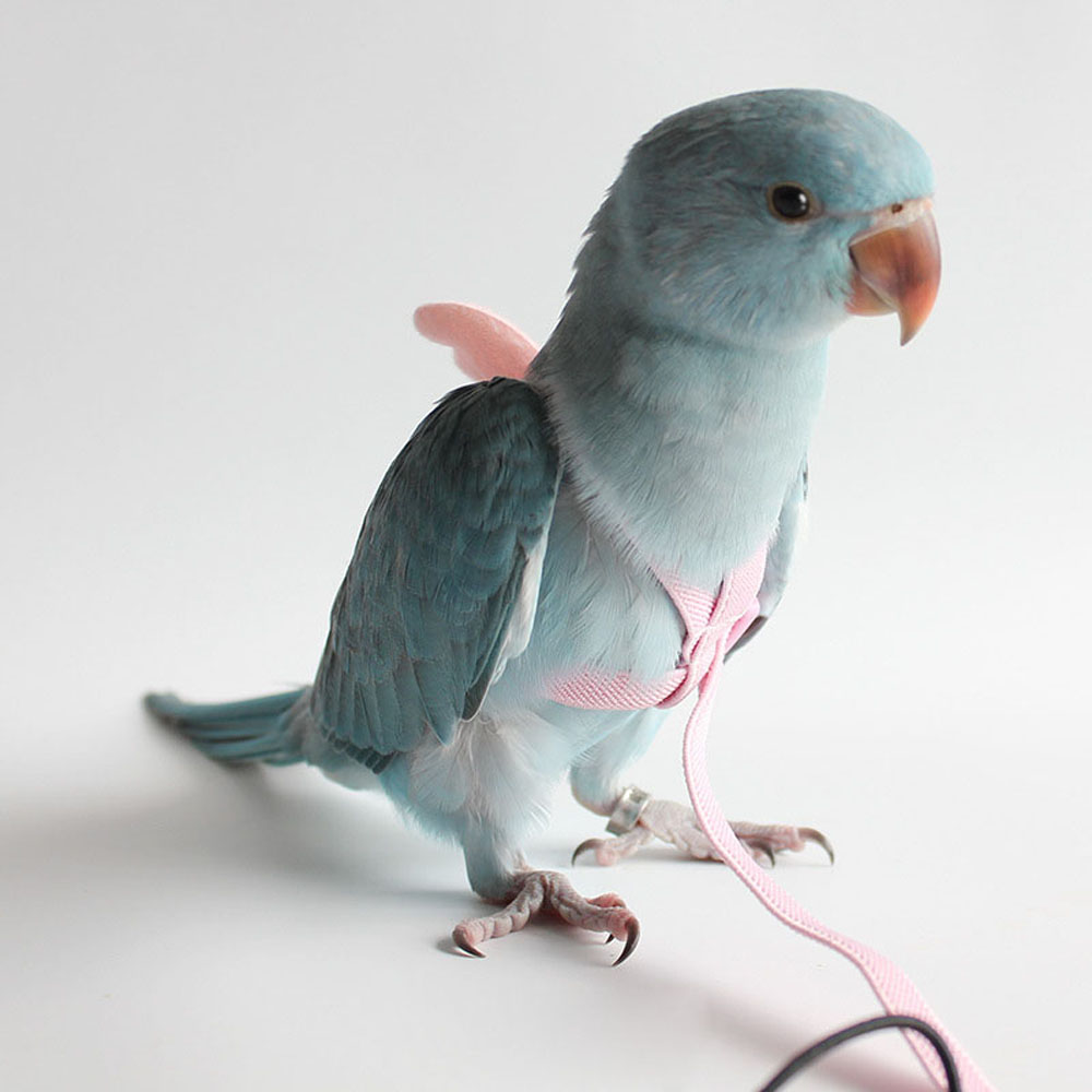 Lovebird harness store