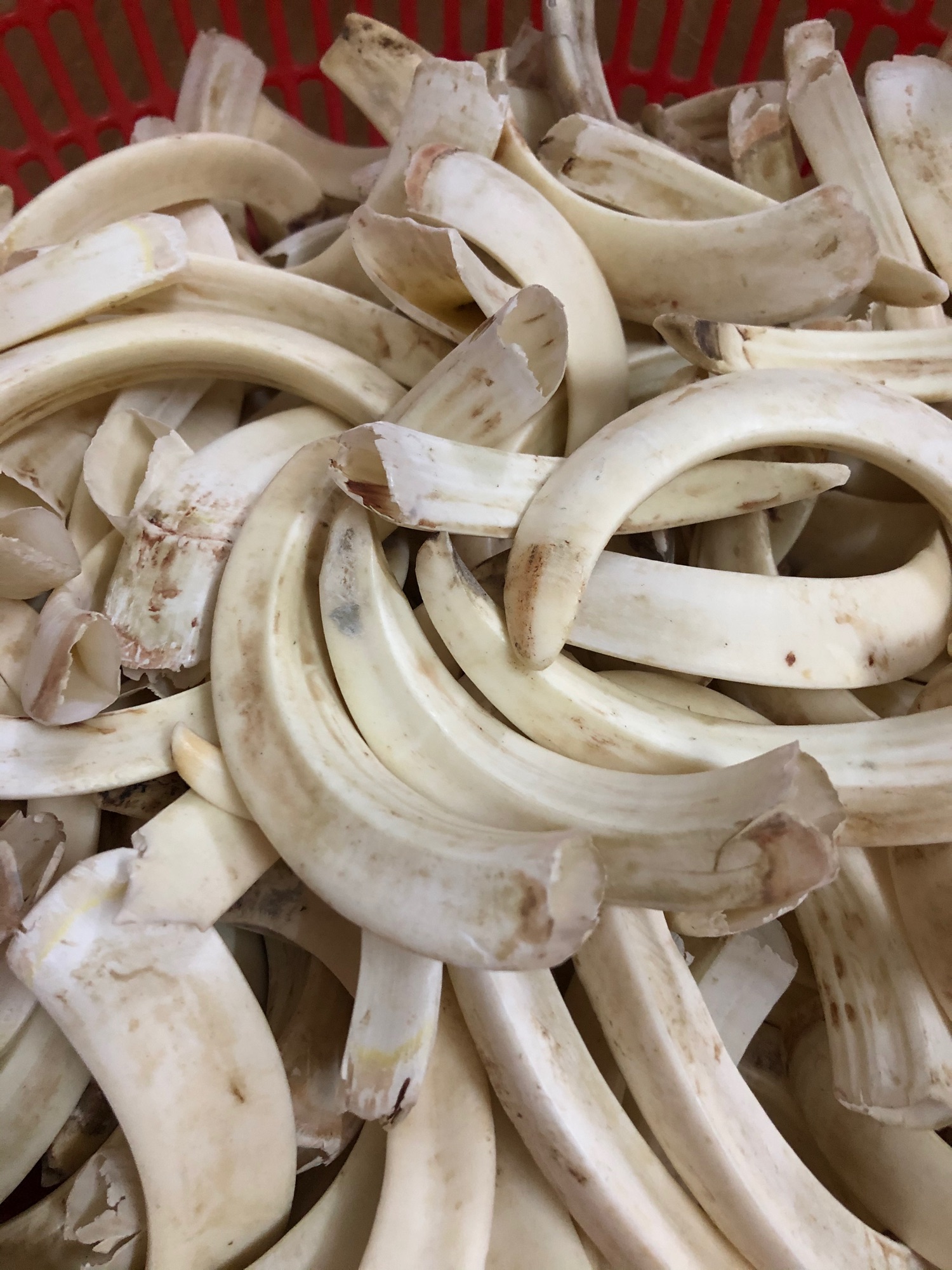 Mặt nanh heo( nanh to lớn)