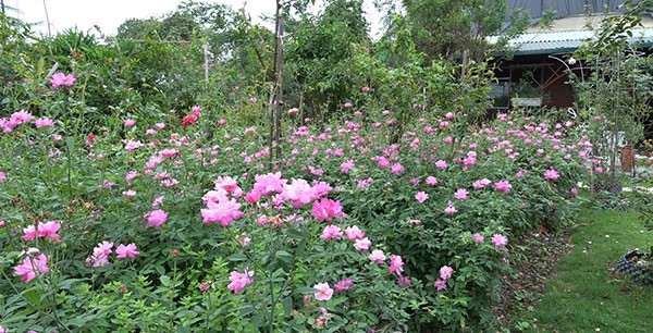 hoa hồng da sa đéc
