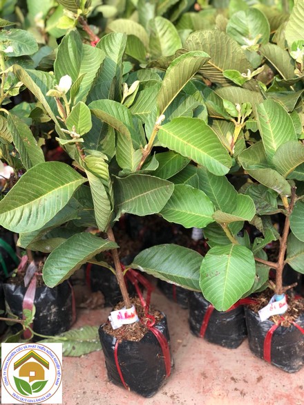ổi ruột đỏ 3
