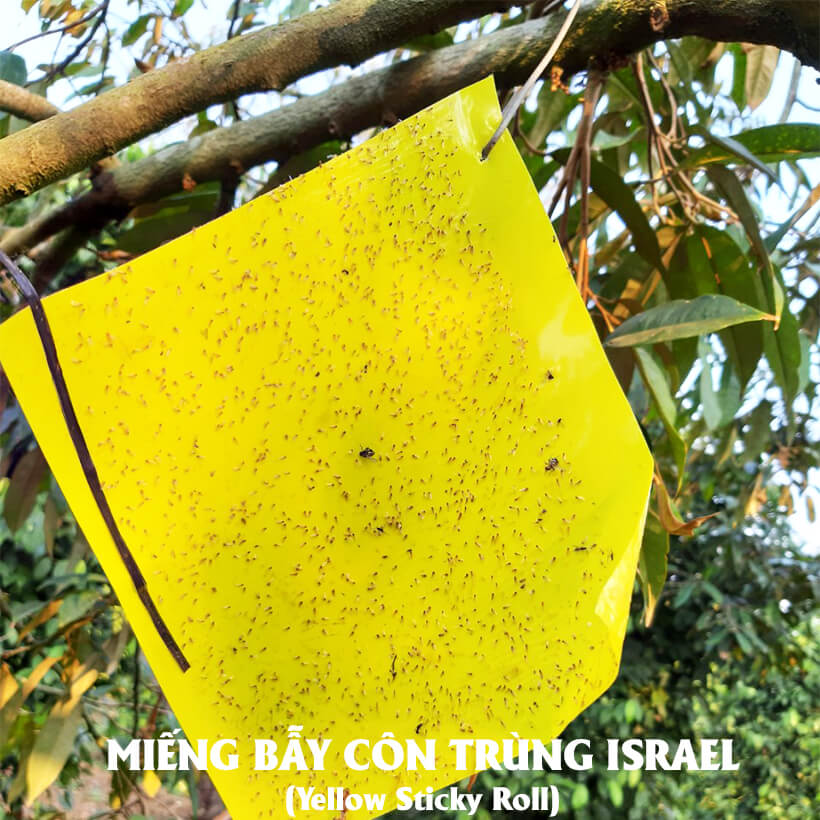 Miến dán côn trùng Israel