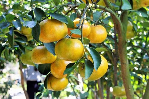 Tác dụng tăng khả năng đậu trái 
