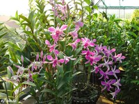 Cách chăm sóc lan dendrobium nở hoa đẹp