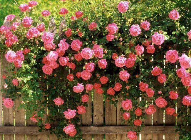 Hạt giống hoa hồng Leo Pháp giúp bạn tạo ra những bông hoa đẹp và lãng mạn trong sân vườn. Hãy tận dụng nguồn tài nguyên này để trồng và chăm sóc một loài hoa đẹp lung linh.