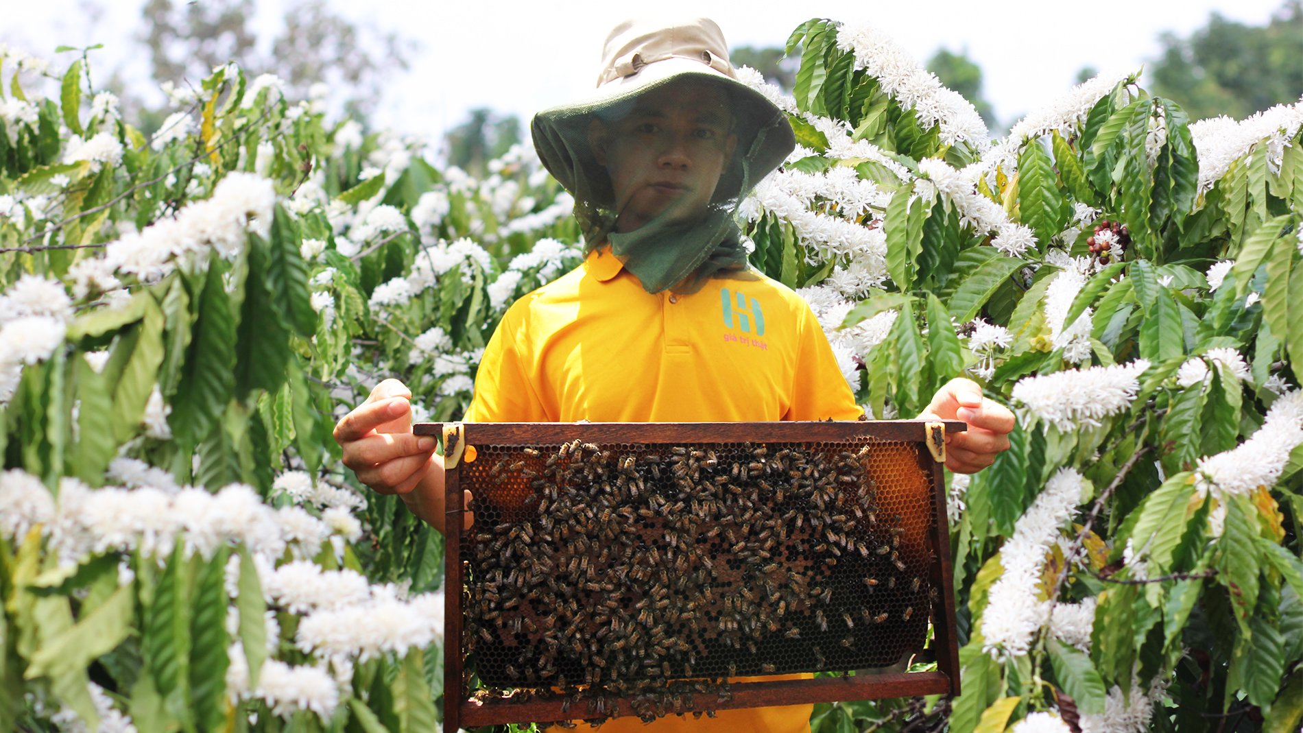 (Trợ giá Đặc Biệt) 1 Lít mật ong hoa cafe nguyên chất - mật thật giá trị thật - cam kết nguyên chất - tăng đề kháng ( MẬT ONG HỌ HỒ thuộc công ty Cà Phê Đức Anh ) mật ong bán chạy bách hóa