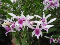Cách chăm sóc lan dendrobium nở hoa đẹp