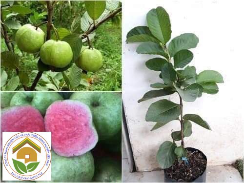 ổi ruột đỏ2