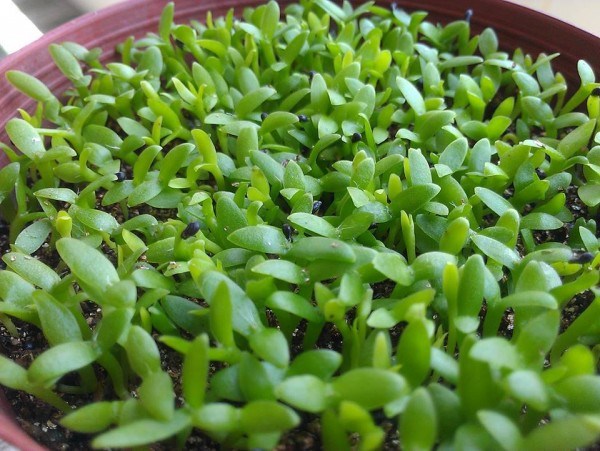 hạt giống cỏ may mắn