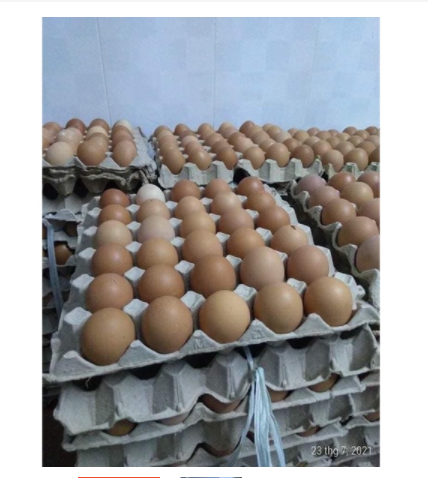 50 Trứng gà công nghiệp siêu to khủng lồ - hàng test không bán