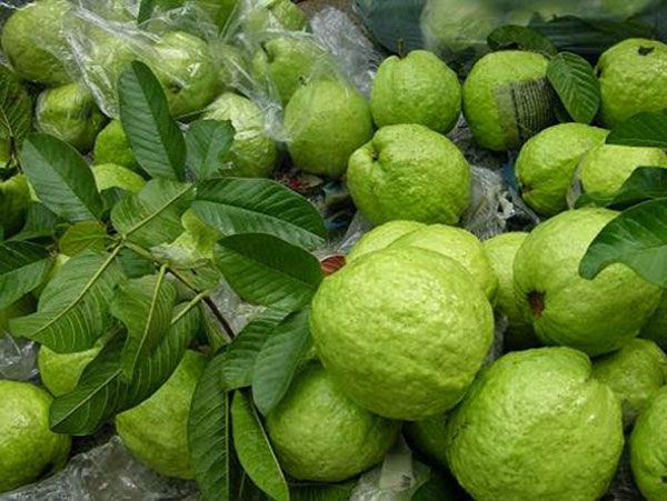 Tác dụng tăng chất lượng nông sản của dịch trùn quế