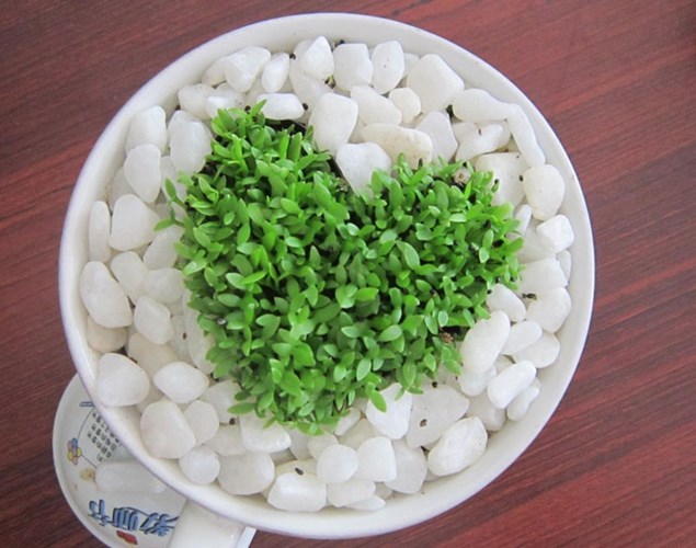 HẠT GIỐNG CỎ MAY MẮN