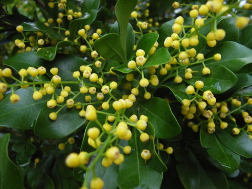 cay-ngau-3