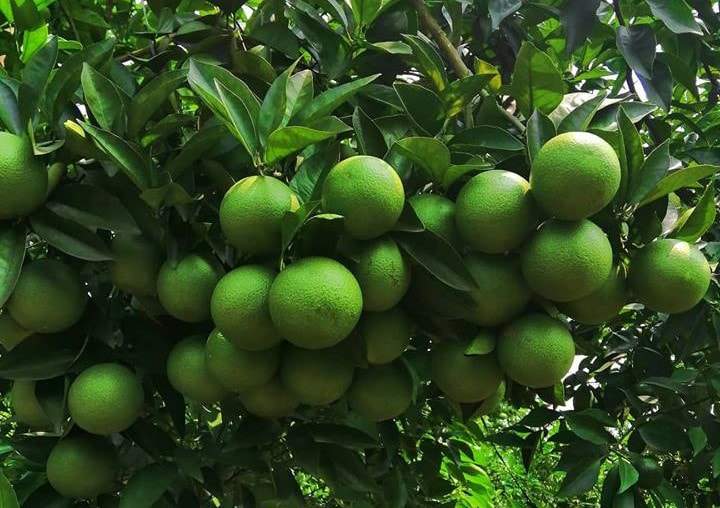 Sử dụng dịch trùn quế cho kết quả tốt nhất