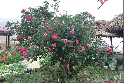 hoa hồng bụi cổ loại 1