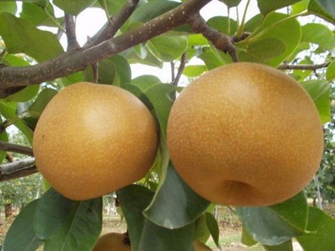 oaXf6CLagUCvORh79VIQ_simg_dc8108_486x364_max.jpg